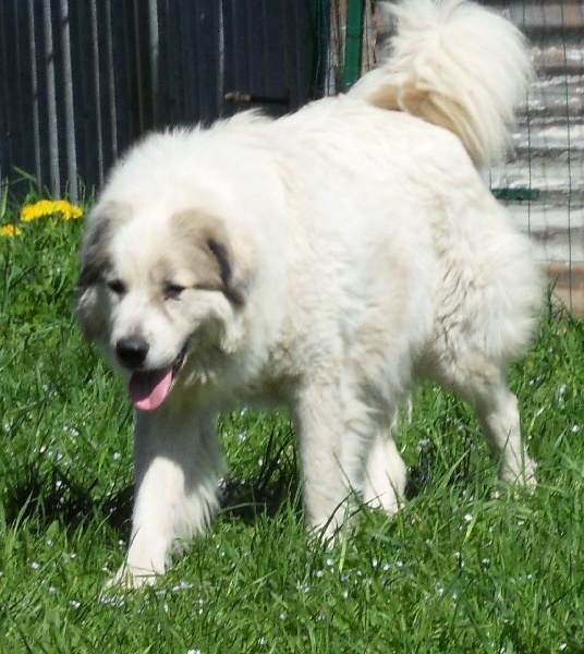 Golly du Pic de la Coubre