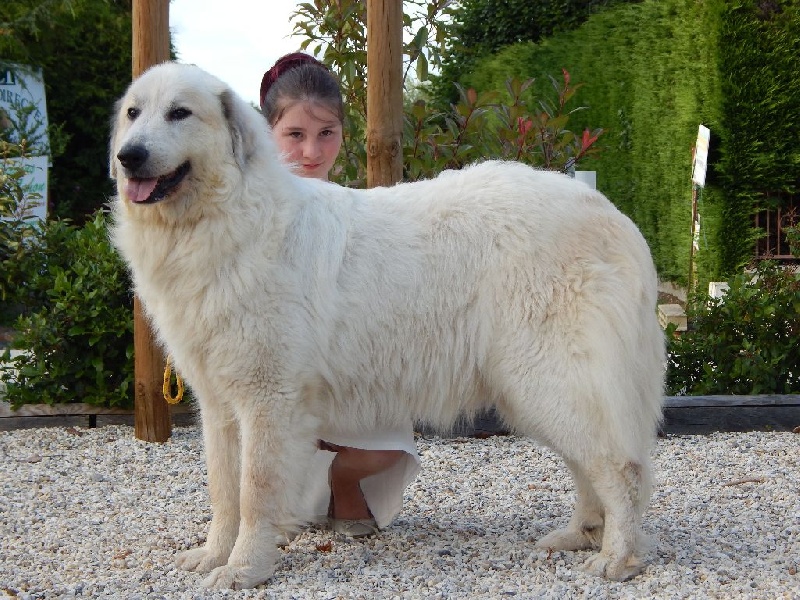 Hawaï Des Patous De La Renne