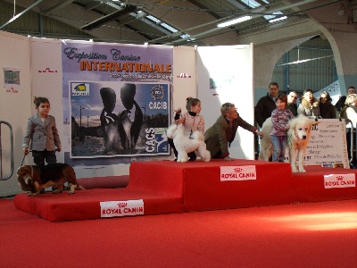 du Pic de la Coubre - Début 2012 . EXPO CANINE FEVRIER .