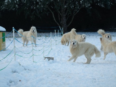 du Pic de la Coubre - EH !!!! VOICI LA NEIGE !!!!!