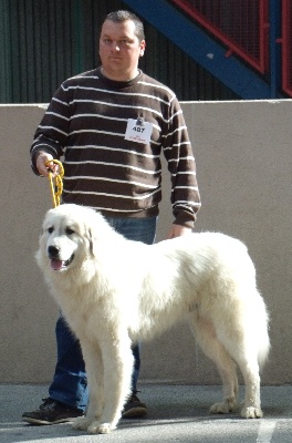 du Pic de la Coubre - CACIB LIMOGES 09/04/2012